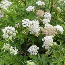 Image result for Angelica silvestris