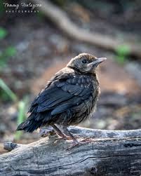 Attēlu rezultāti vaicājumam “Turdus merula juvenile”