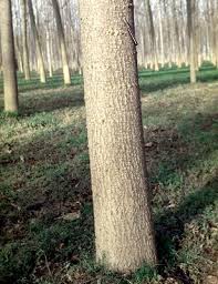 Attēlu rezultāti vaicājumam “Populus x canadensis”