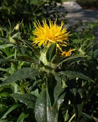 Image result for Carthamus tinctorius