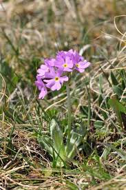 Attēlu rezultāti vaicājumam “Primula farinosa”