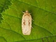 Attēlu rezultāti vaicājumam “Agonopterix ocellana”