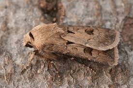 Attēlu rezultāti vaicājumam “Agrotis exclamationis”