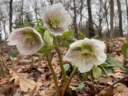 Attēlu rezultāti vaicājumam “Helleborus niger flower”