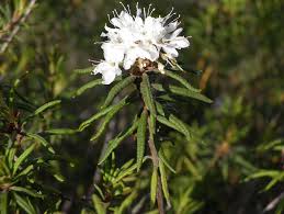 Attēlu rezultāti vaicājumam “Ledum palustre”