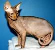 Hypoallergenic Cat Breeds