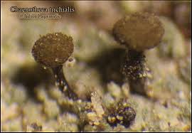 Attēlu rezultāti vaicājumam “Chaenotheca trichialis”