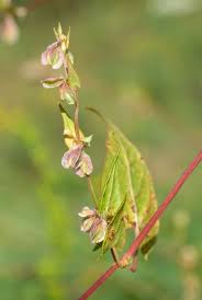 Attēlu rezultāti vaicājumam “Fallopia dumetorum”