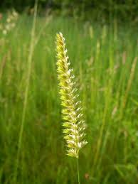 Attēlu rezultāti vaicājumam “Cynosurus cristatus flower”