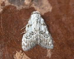 Attēlu rezultāti vaicājumam “Nola confusalis”