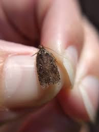 Attēlu rezultāti vaicājumam “Agonopterix heracliana”