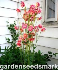 Image result for Aquilegia vulgaris `Nora Barlow`