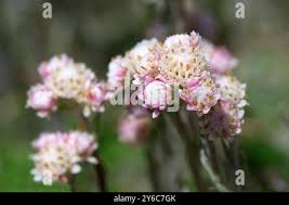 Attēlu rezultāti vaicājumam “Antennaria dioica male flower”