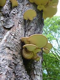 Attēlu rezultāti vaicājumam “Polyporus squamosus”