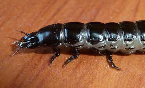 Attēlu rezultāti vaicājumam “Carabus nemoralis”