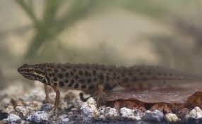 Attēlu rezultāti vaicājumam “Triturus vulgaris male”