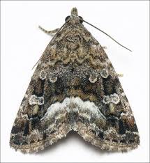 Attēlu rezultāti vaicājumam “Protodeltote pygarga”