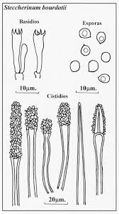 Attēlu rezultāti vaicājumam “Steccherinum bourdotii”