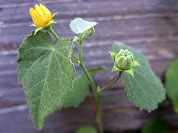 Attēlu rezultāti vaicājumam “Silene tatarica bud”