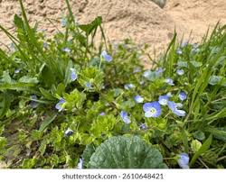 Attēlu rezultāti vaicājumam “Veronica chamaedrys flower”