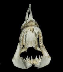 Image result for Isurus oxyrinchus