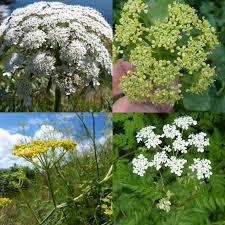 Attēlu rezultāti vaicājumam “Umbelliferae”