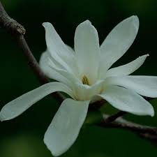 Attēlu rezultāti vaicājumam “Magnolia kobus”