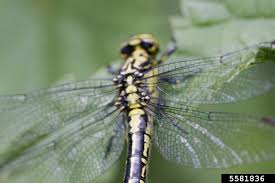 Attēlu rezultāti vaicājumam “Gomphus vulgatissimus”