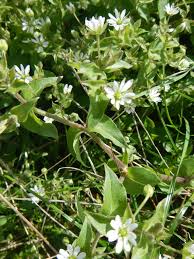 Attēlu rezultāti vaicājumam “Stellaria alsine”