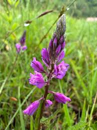 Attēlu rezultāti vaicājumam “Polygala comosa”