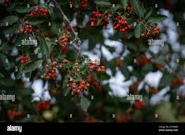 Attēlu rezultāti vaicājumam “Sorbus intermedia fruit”