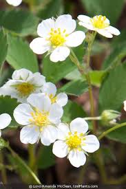 Attēlu rezultāti vaicājumam “Fragaria viridis flower”