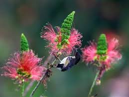 Attēlu rezultāti vaicājumam “Myurella julacea”