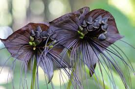 Image result for Tacca chantrieri