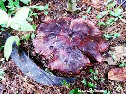 Image result for macrocybe titans
