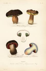 Attēlu rezultāti vaicājumam “Boletus edulis”