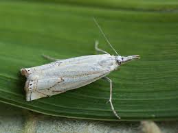 Attēlu rezultāti vaicājumam “Crambus”