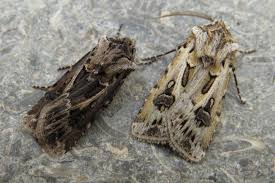 Attēlu rezultāti vaicājumam “Agrotis vestigialis”