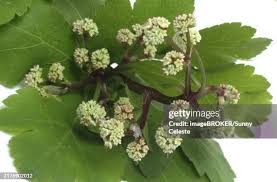 Attēlu rezultāti vaicājumam “Sanicula europaea leaf”