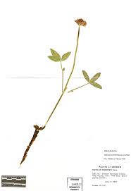 Attēlu rezultāti vaicājumam “Trifolium medium bud”