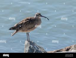 Image result for Numenius hudsonicus