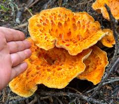 Attēlu rezultāti vaicājumam “Physarum rubiginosum macro”