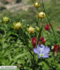 Attēlu rezultāti vaicājumam “Linum usitatissimum bud”