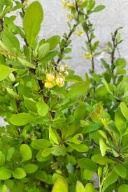 Attēlu rezultāti vaicājumam “Berberis thunbergii flower”
