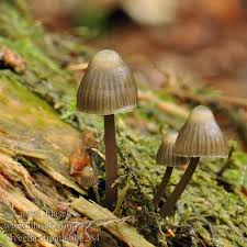 Attēlu rezultāti vaicājumam “Mycena stipata”