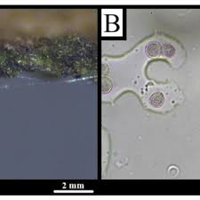 Attēlu rezultāti vaicājumam “Comatricha nigra stalked”