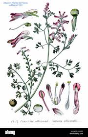 Attēlu rezultāti vaicājumam “Fumaria officinalis”