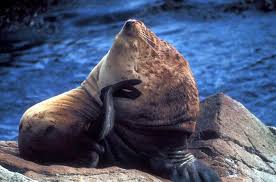 Image result for Eumetopias jubatus