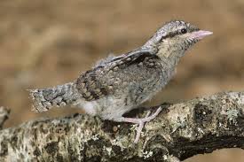 Image result for Jynx torquilla