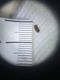 Attēlu rezultāti vaicājumam “Anthrenus sp. larva”